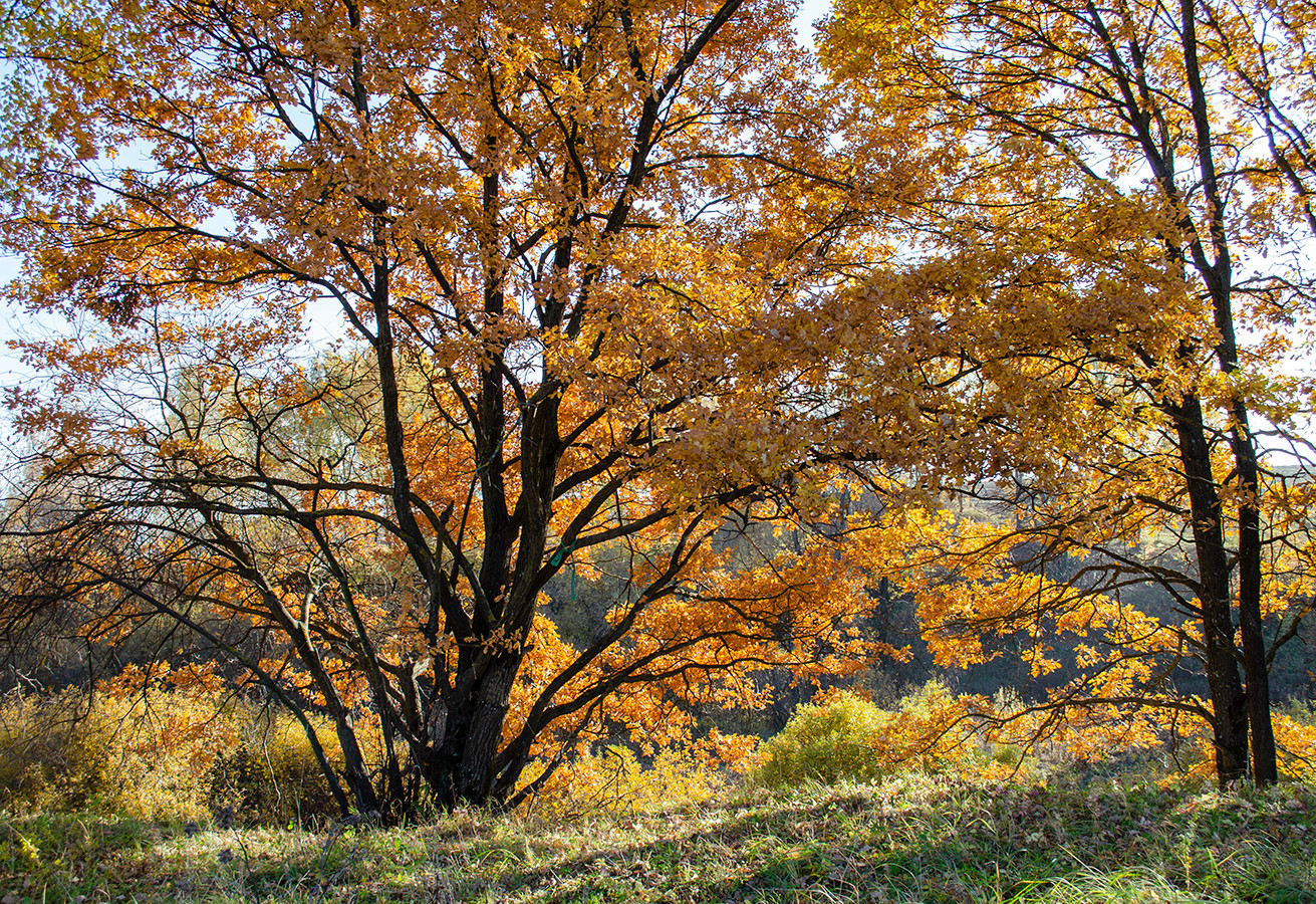 autumn, trees in yellow.