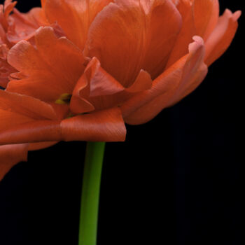 Fotografia zatytułowany „Flowerissimo_10762” autorstwa Michael Vdovin, Oryginalna praca, Fotografia cyfrowa