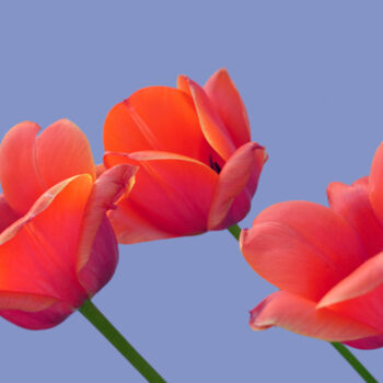 Photography titled "Flowerissimo_10279" by Michael Vdovin, Original Artwork, Digital Photography