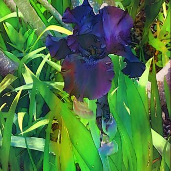 Fotografie mit dem Titel "Iris violet velours" von Emma Laflute, Original-Kunstwerk, Digitale Fotografie
