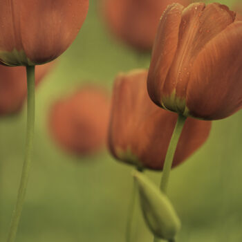 "Flowerissimo_17174" başlıklı Fotoğraf Michael Vdovin tarafından, Orijinal sanat, Dijital Fotoğrafçılık