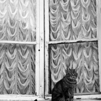 Fotografia intitolato "Cat" da Nicolas Compagnon, Opera d'arte originale