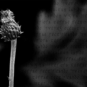 제목이 "Alchemical flower n…"인 사진 Cristina Gualmini로, 원작, 디지털 기타 단단한 패널에 장착됨