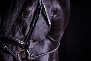 Fotografía titulada "Black Horse I" por Lori Adamski-Peek, Obra de arte original, Fotografía digital