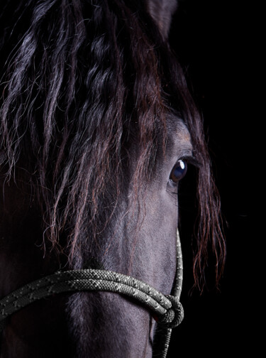 Fotografía titulada "Black Horse II" por Lori Adamski-Peek, Obra de arte original, Fotografía digital