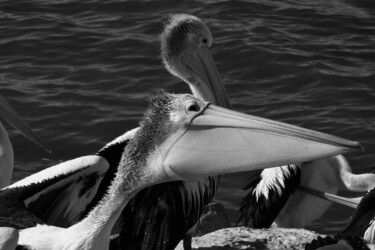 Photography titled "Pelican" by Elke Matthaeus, Original Artwork