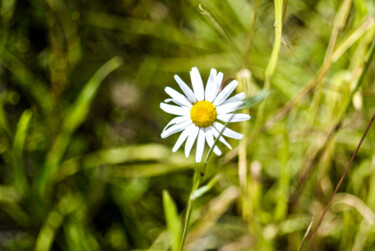 Fotografie mit dem Titel "daisy" von J.D. Curry, Original-Kunstwerk