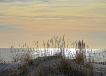 "Reeds in Sand" başlıklı Fotoğraf Leo Tujak tarafından, Orijinal sanat, Dijital Fotoğrafçılık