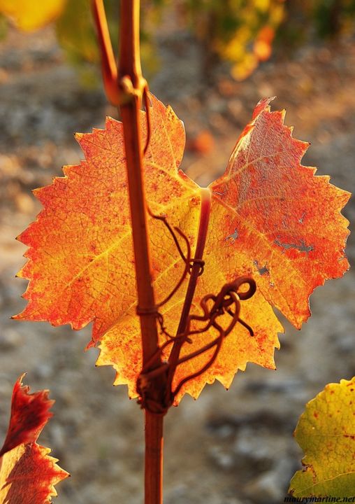 feuille-de-vigne.jpg