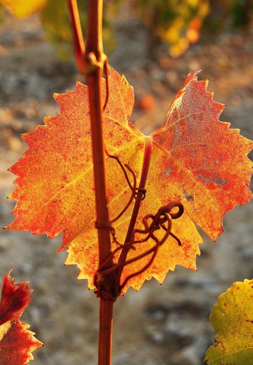 vigne-et-sarment.jpg