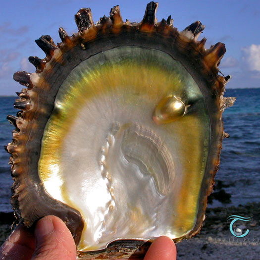 Pinctada margaritifera, l'huître perlière dans sa déclinaison jaune.