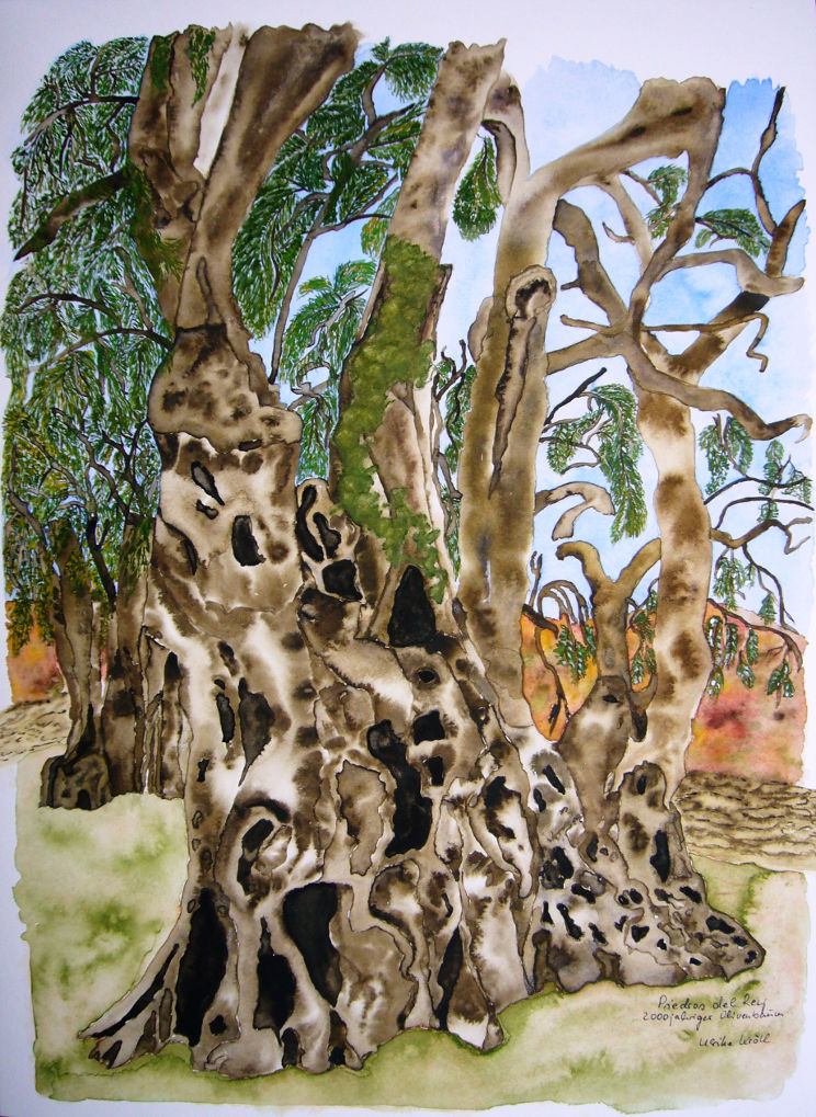 2000-jähriger Olivenbaum in Pedras del rei