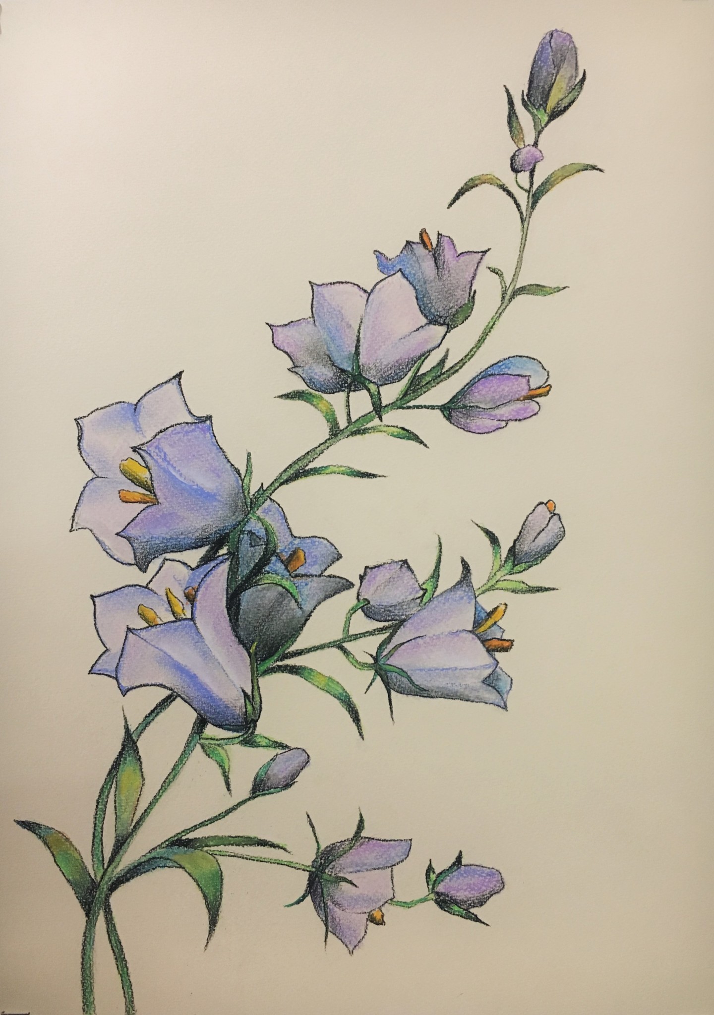 Blue Bell Flowers Painting By Hanna
