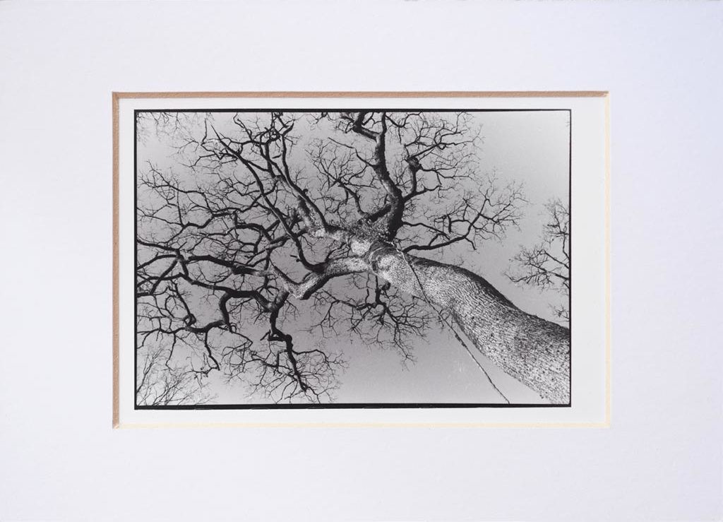 Kaal fout excuus Tree » Exclusive Barite Photo Print, Photography by Annette Van Casteren |  Artmajeur
