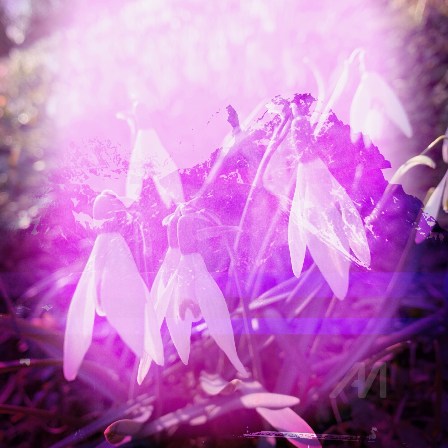 Helene Hohmann (Deutschland), Digitaler zeitgenössischer Künstler