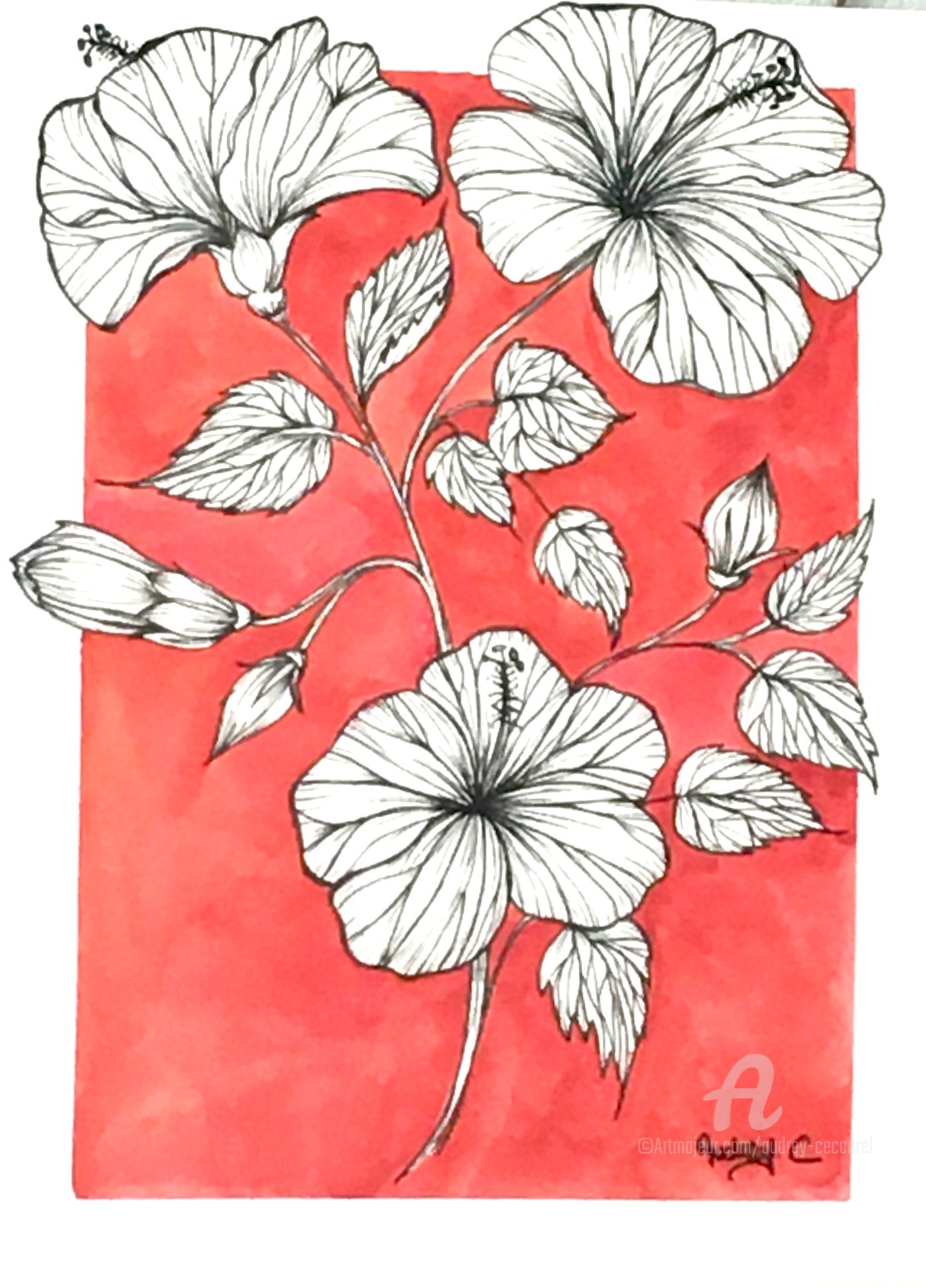 Hibiscus, Drawing by Mzelle Cecca Artwork | Artmajeur