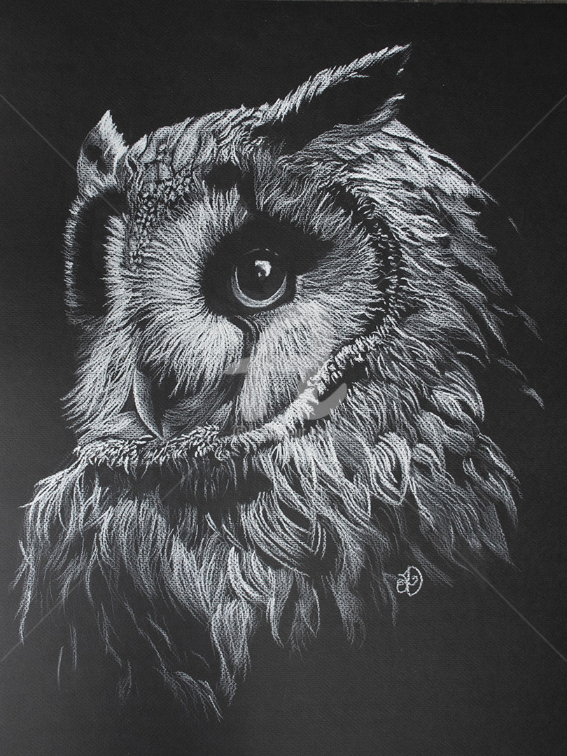 White Owl Drawing by Audrey Delaye Artmajeur