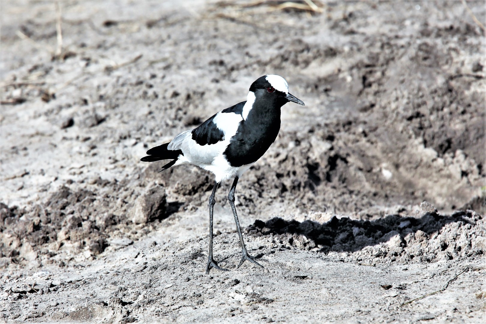 Long Legged Black And White Bird South Photography By Boris Davidovich Artmajeur