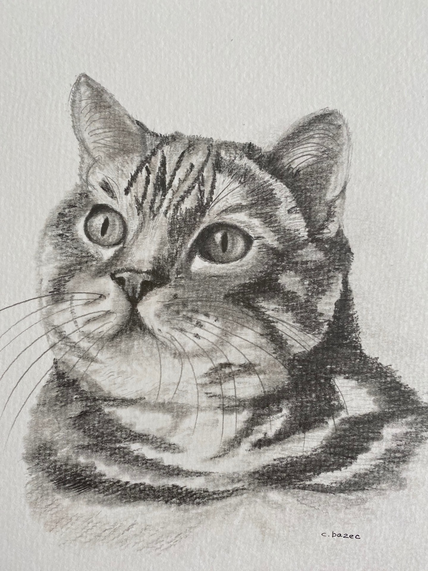 Chat Tigre Dessin Drawing By Cathou Bazec Artmajeur Chat Tigre Dessin Drawing By Cathou Bazec Artmajeur