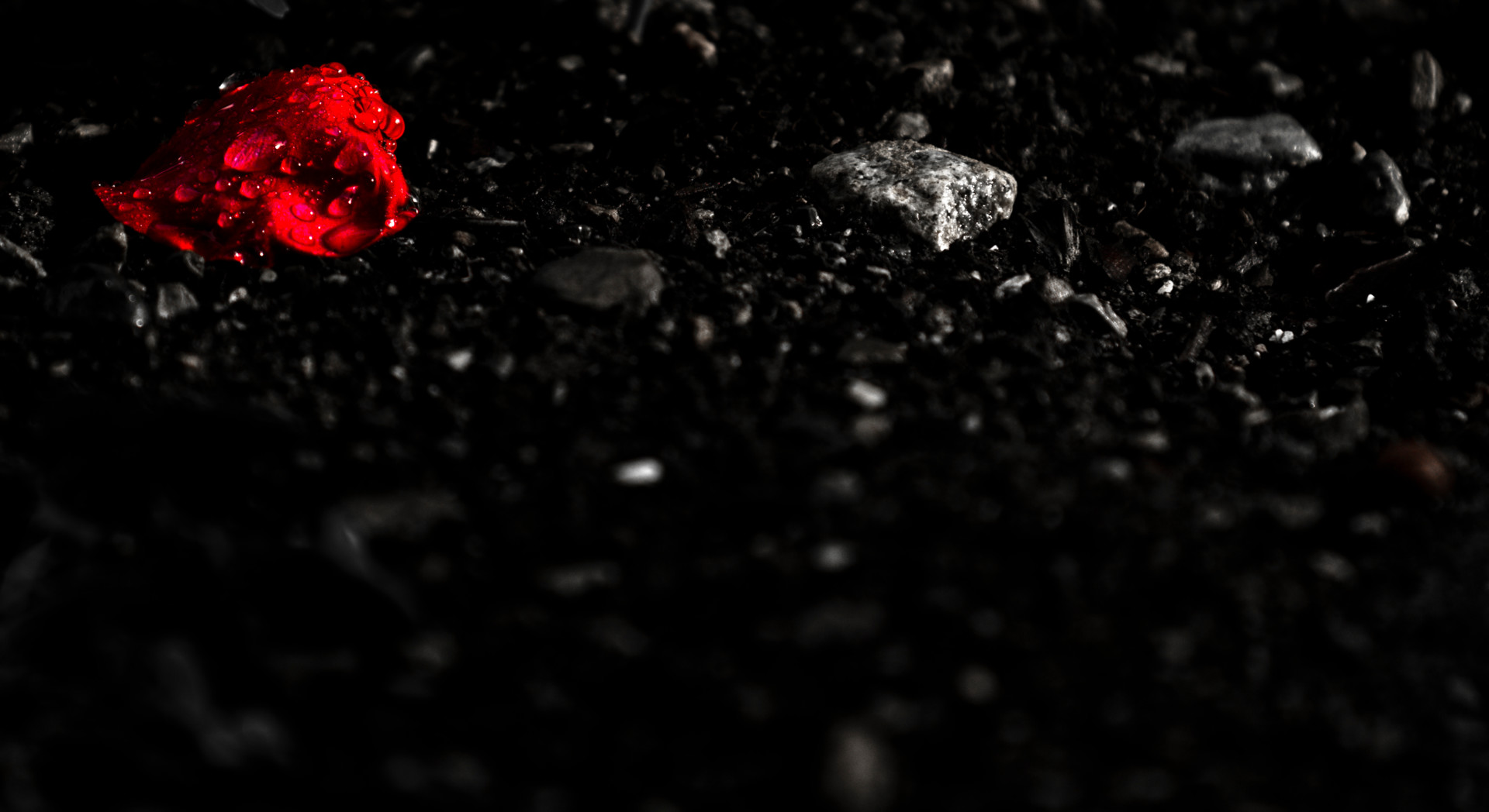 Petale-De-Rose-Rouge-Noir.jpg, Photography by Dimitrieff Michel | Artmajeur