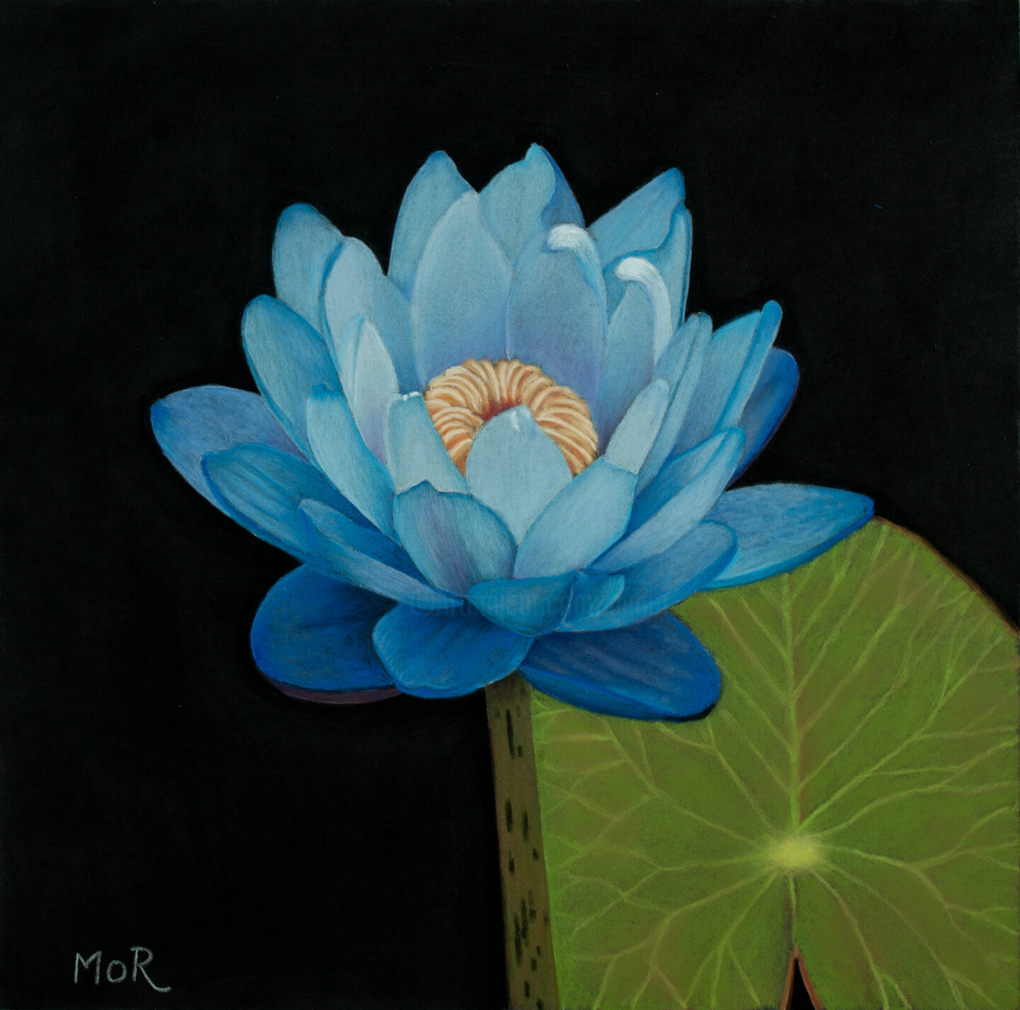 blue lotus drawing