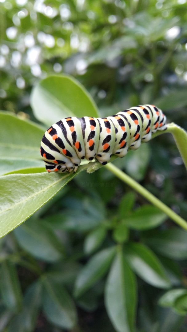 Chenille De Papillon Machaon Photography By Dominique Thivollier Artmajeur Chenille De Papillon Machaon Photography By Dominique Thivollier Artmajeur