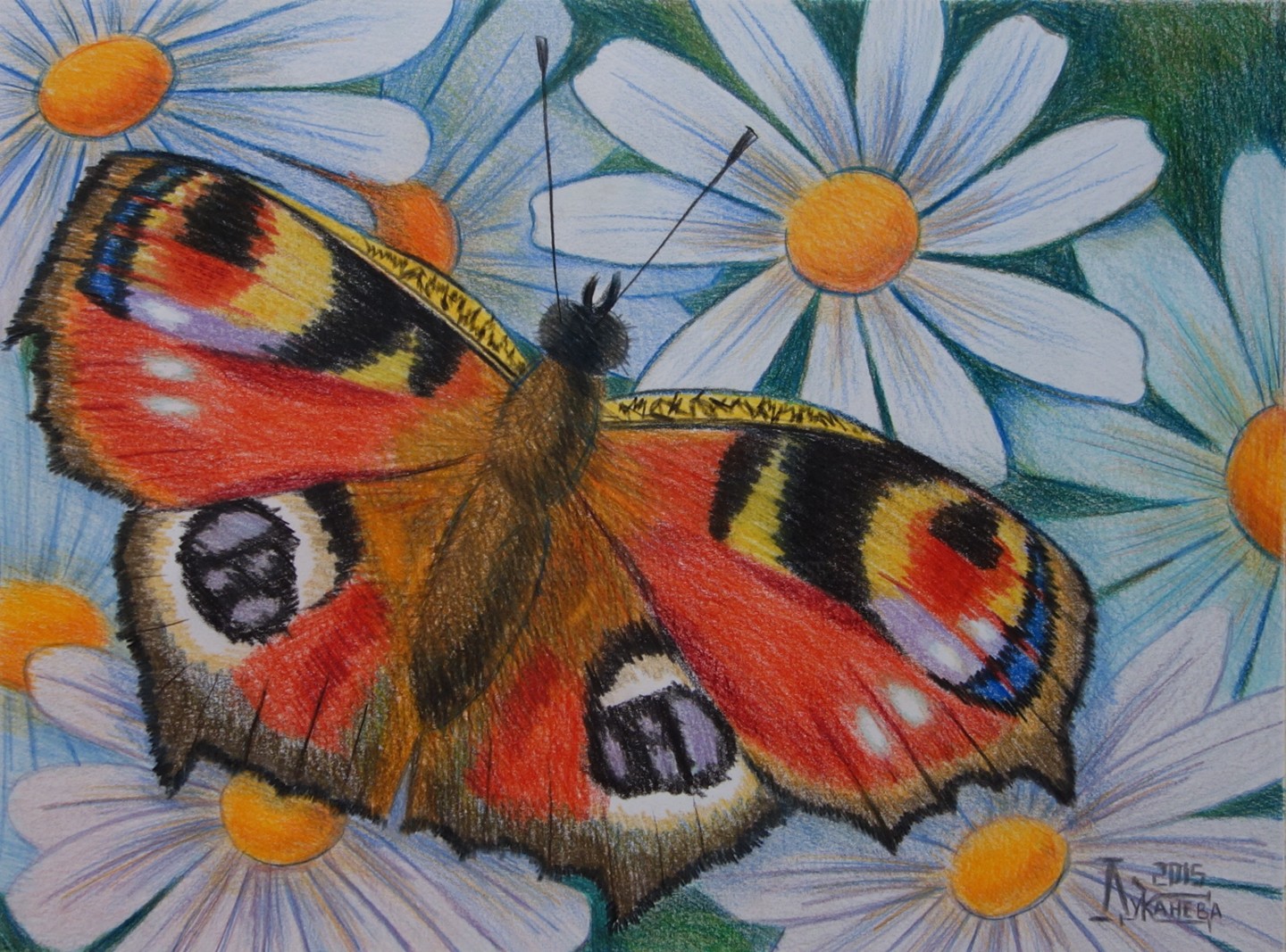 Drawing, butterfly, daisy, flower, insect.