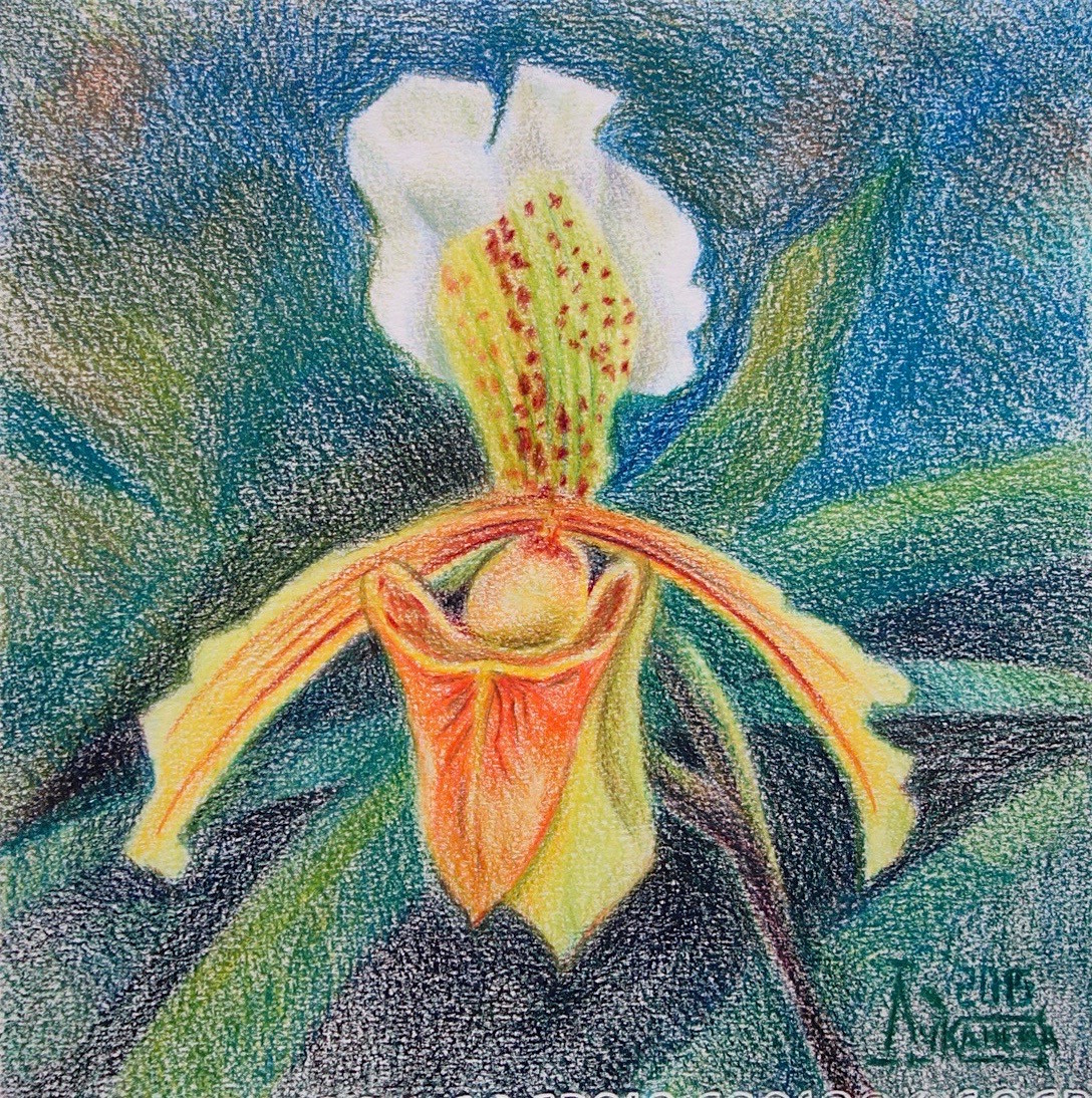 Венерин башмачок карандашом