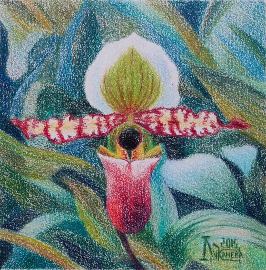 Венерин башмачок цветными карандашами