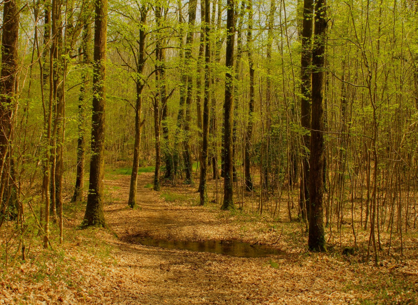 Le Printemps Commence 2018