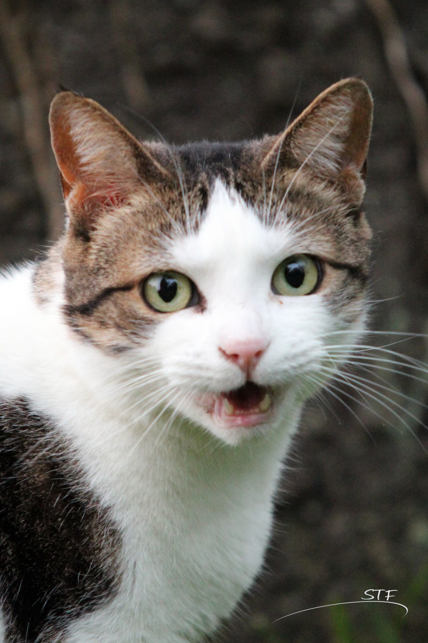 Bla bla chat