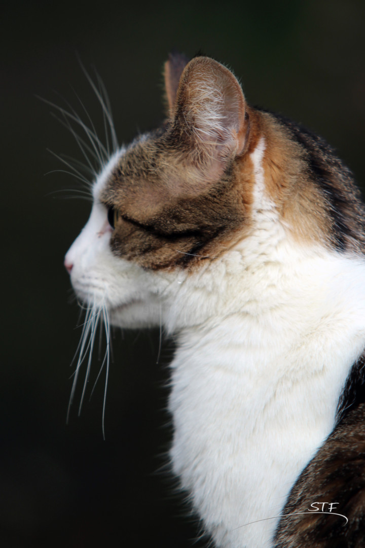 Chat C Est Du Profil Tiya Photography By Etienne Artmajeur