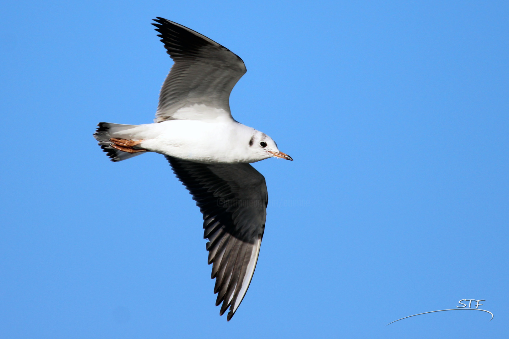 Le vol d'une mouette (Mouette rieuse) Photographie par Etienne | Artmajeur