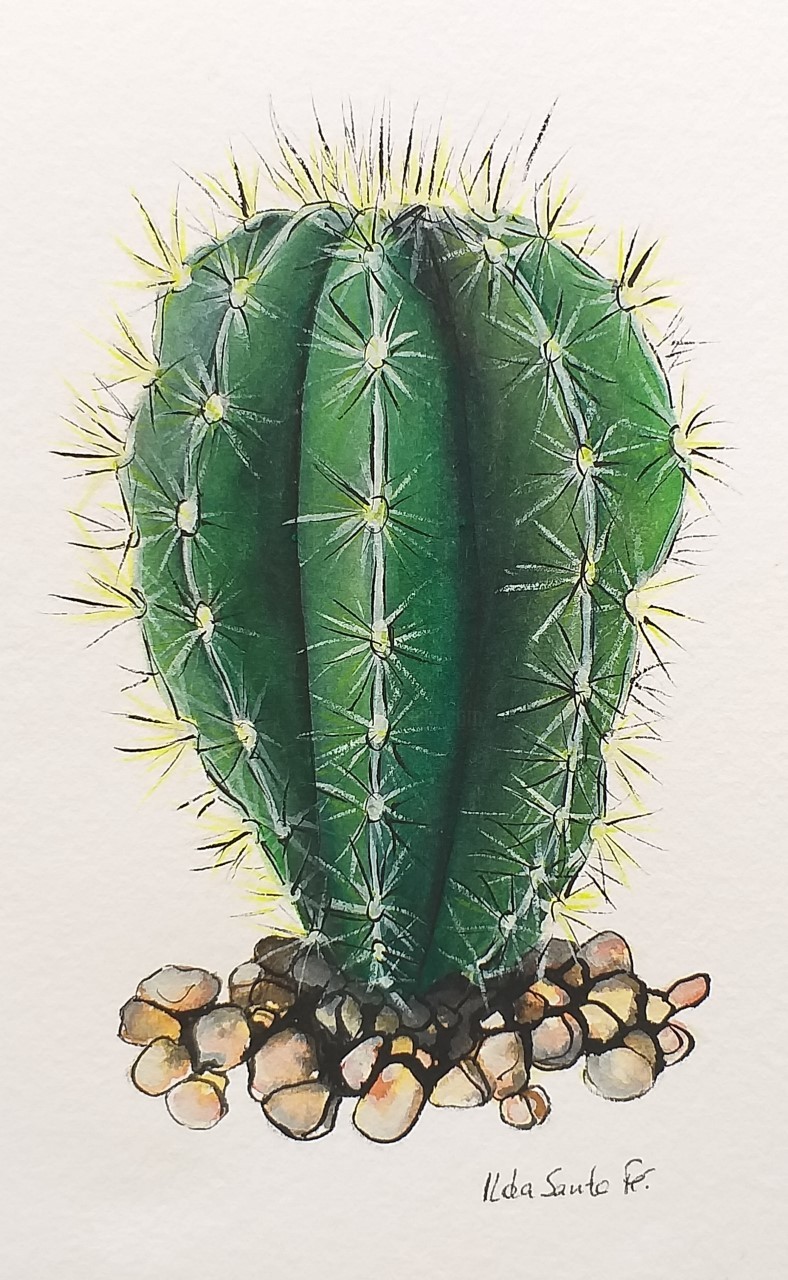 Desenho de Flor de cacto saguaro para colorir
