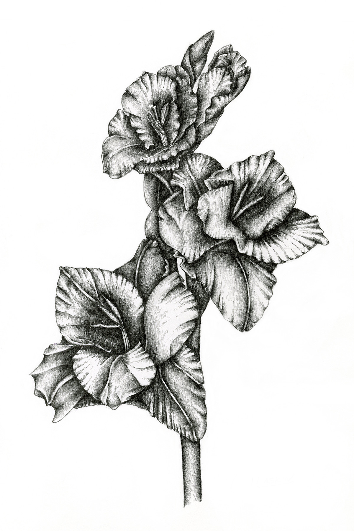 gladiolus-drawing-by-irina-laskin-artmajeur