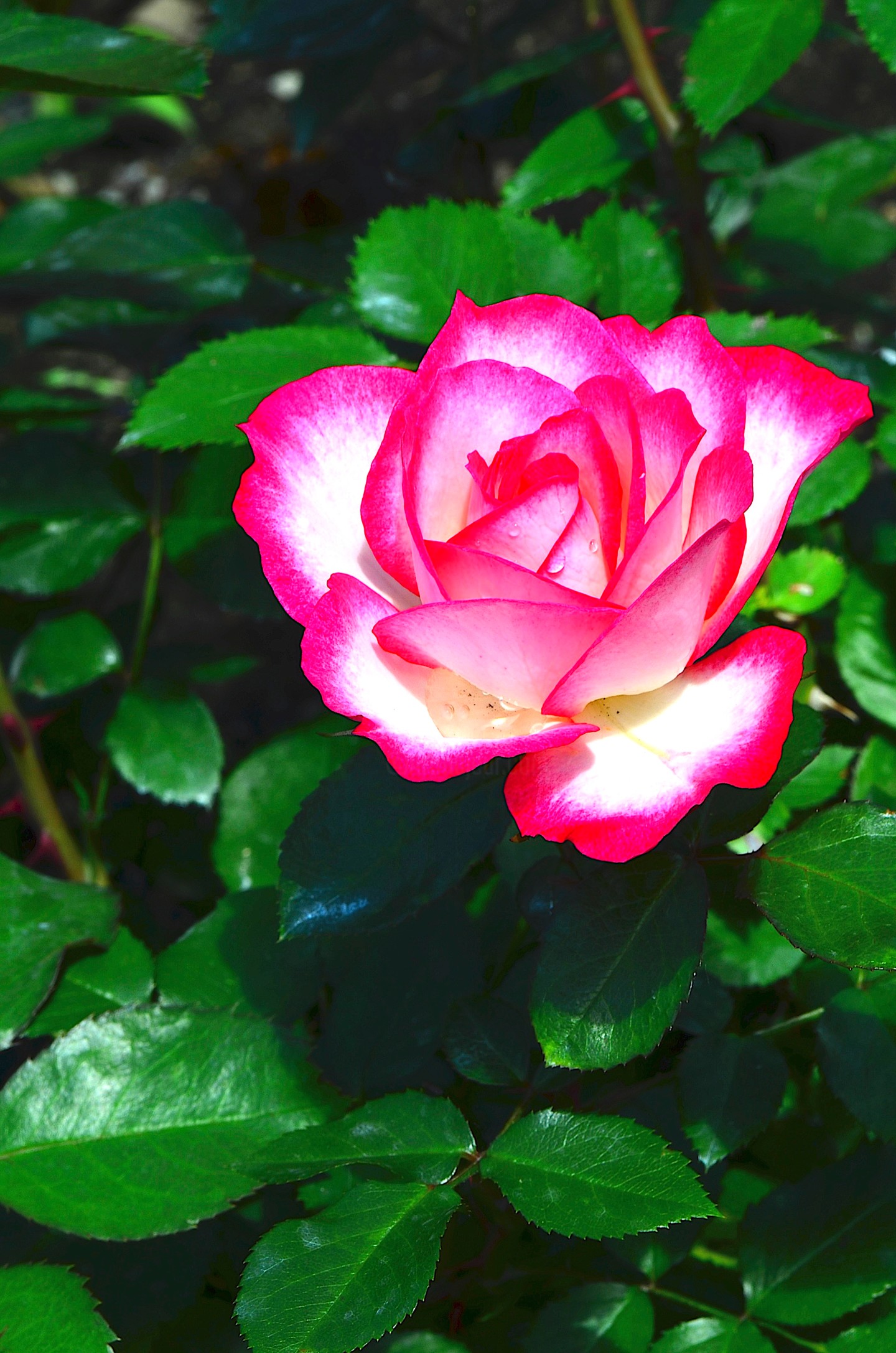 1454, Photography by JeanGuy Alarie Artmajeur