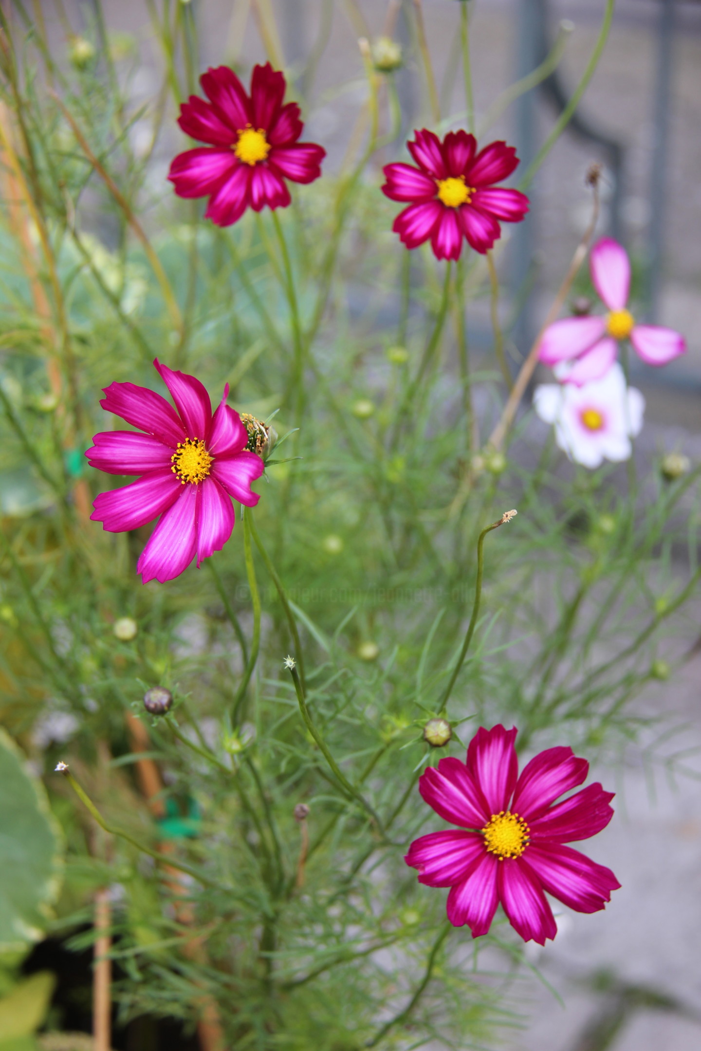 Cosmos (Fleurs), Photography by Jeannette Allary | Artmajeur