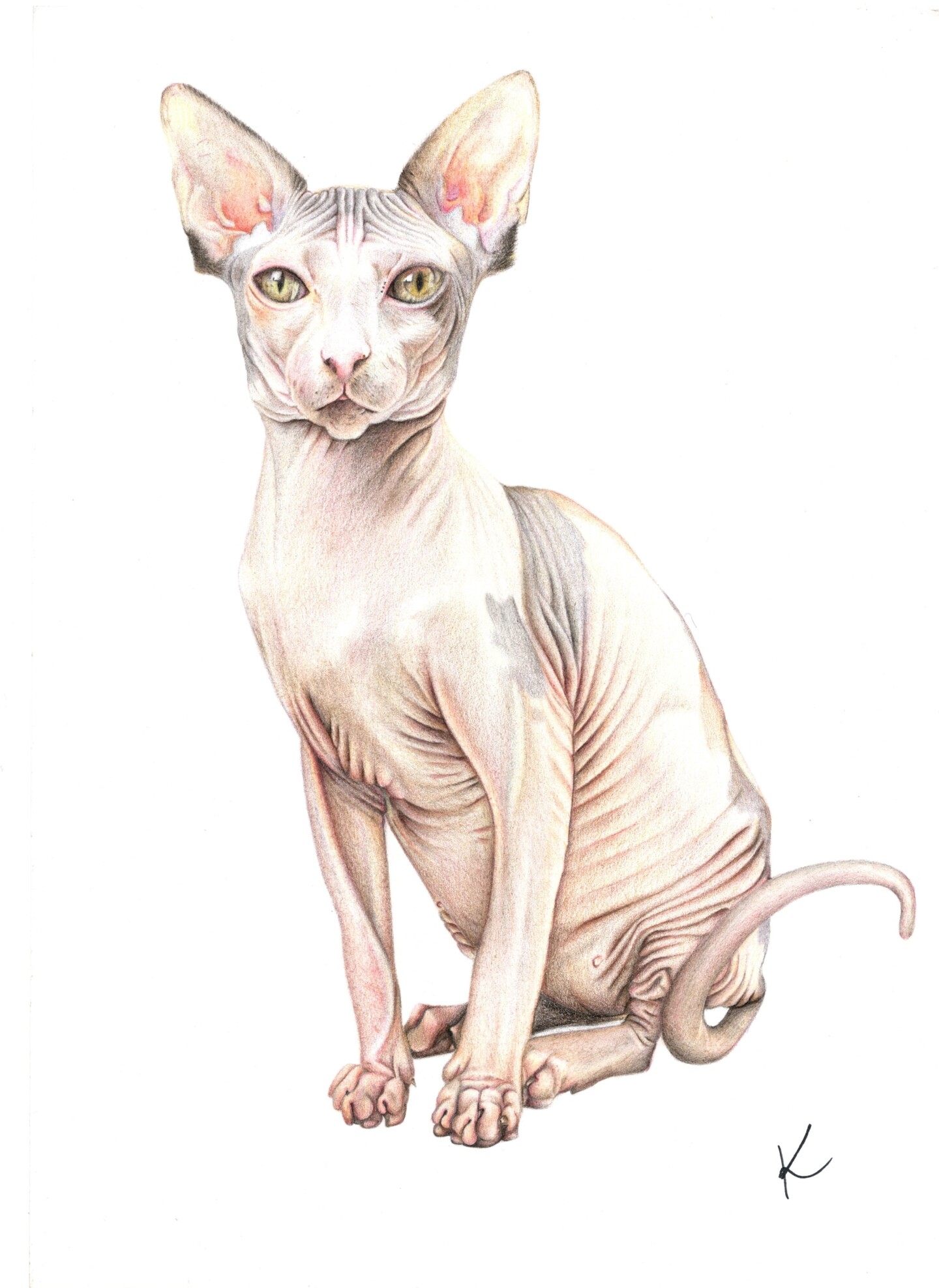 Sphynx Cat Average Price
