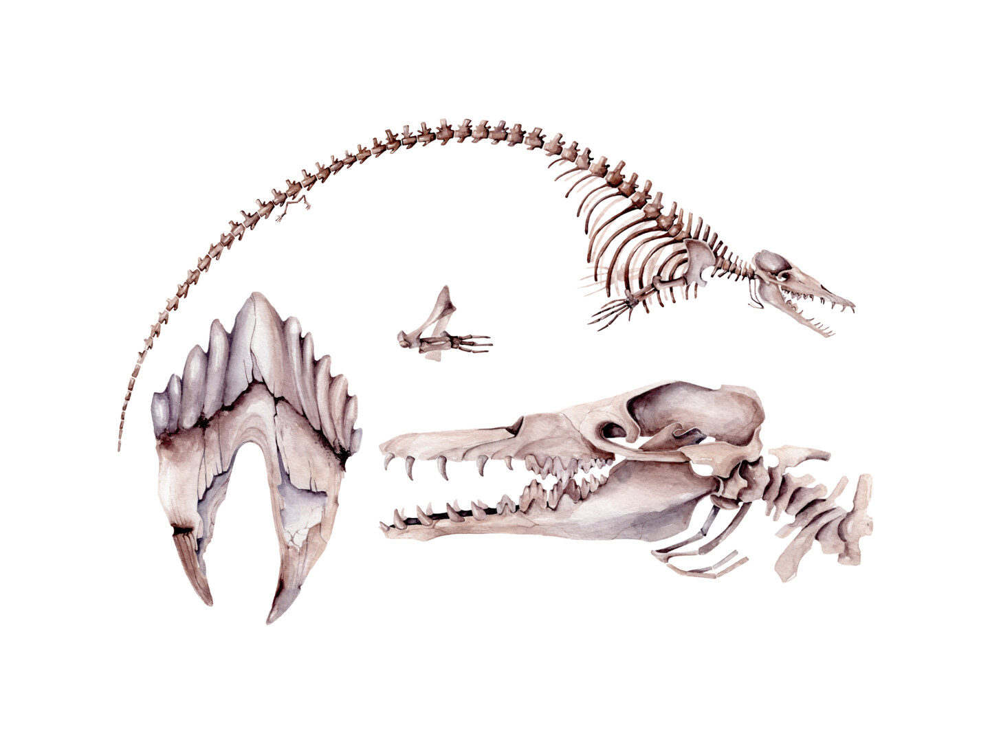 Basilosaurus Skeleton