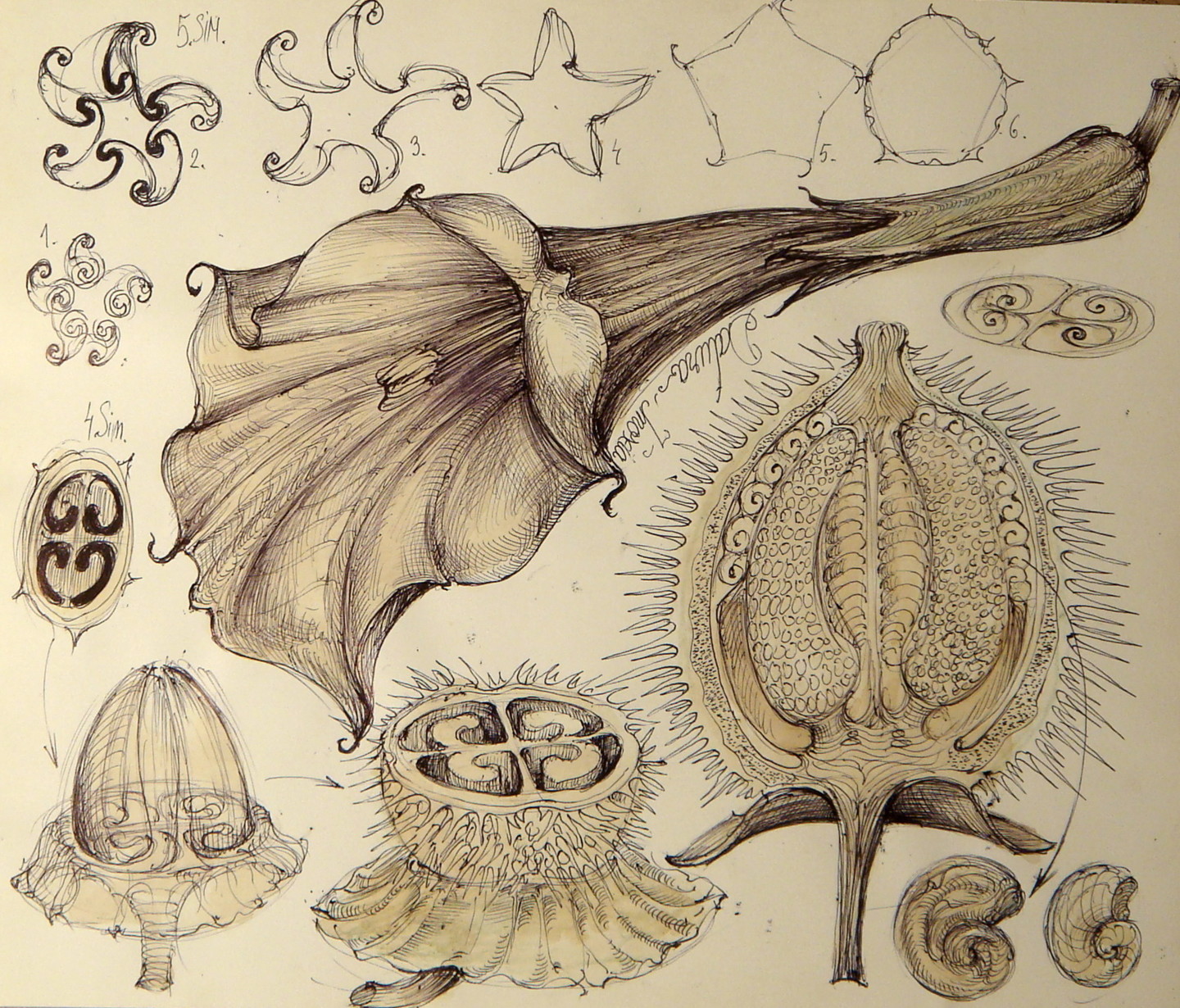 6 Planta Natural Mimetic Datura Inoxia Palnie Sfera Vortex Morfogeneza Jpg Drawing By Gabriel Kelemen Artmajeur