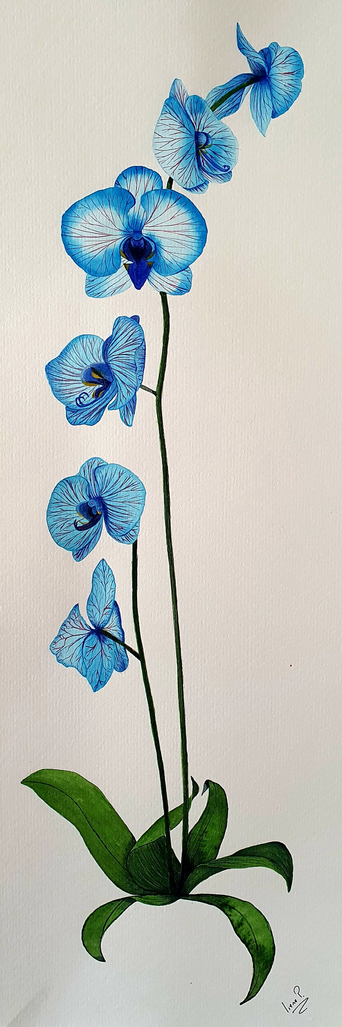 Orquídea Azul Celeste, Painting by Irene Pestana Eliche | Artmajeur