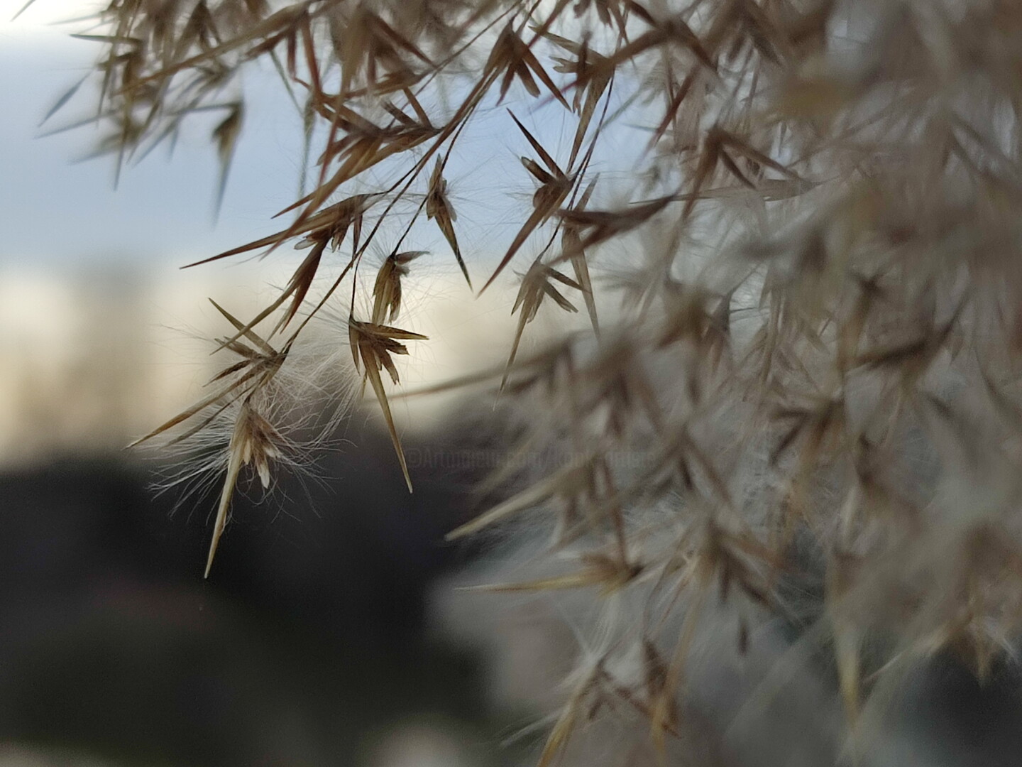 Roseaux.etang De Scamandre En Camargue. , Photographie par Kook Artmajeur