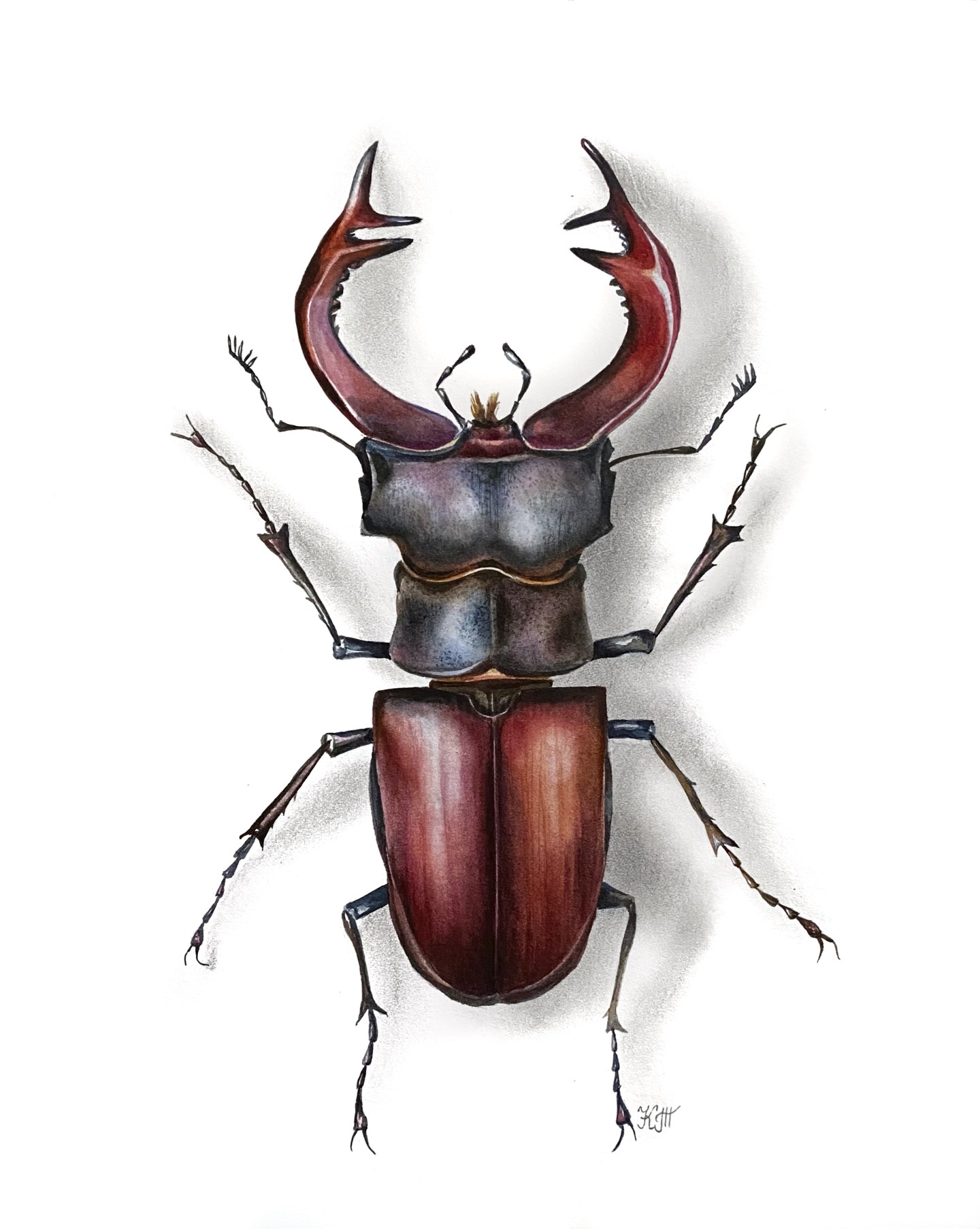 Painting, stag beetle, lucanus, bug, insect, natural history, scientific il...