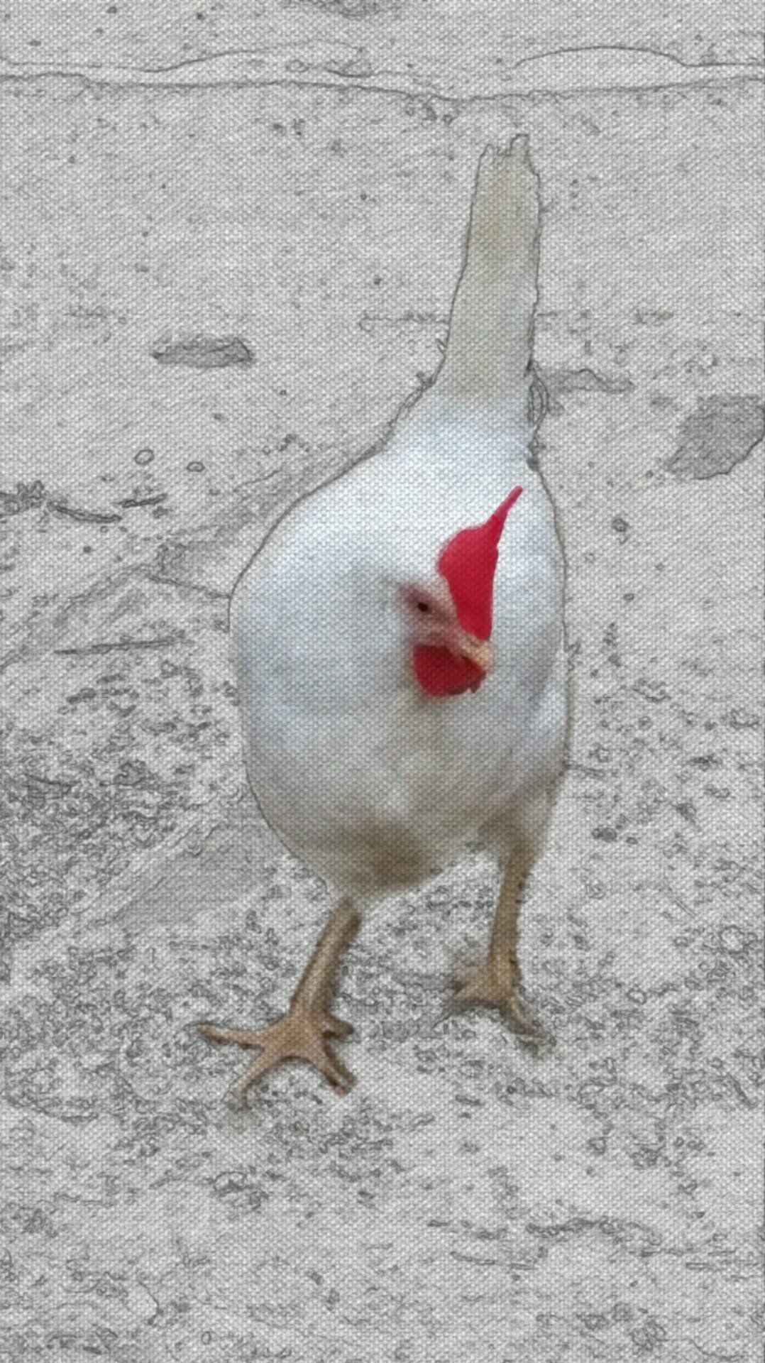 Crête de poule blanche Photographie par Emma Laflute Artmajeur