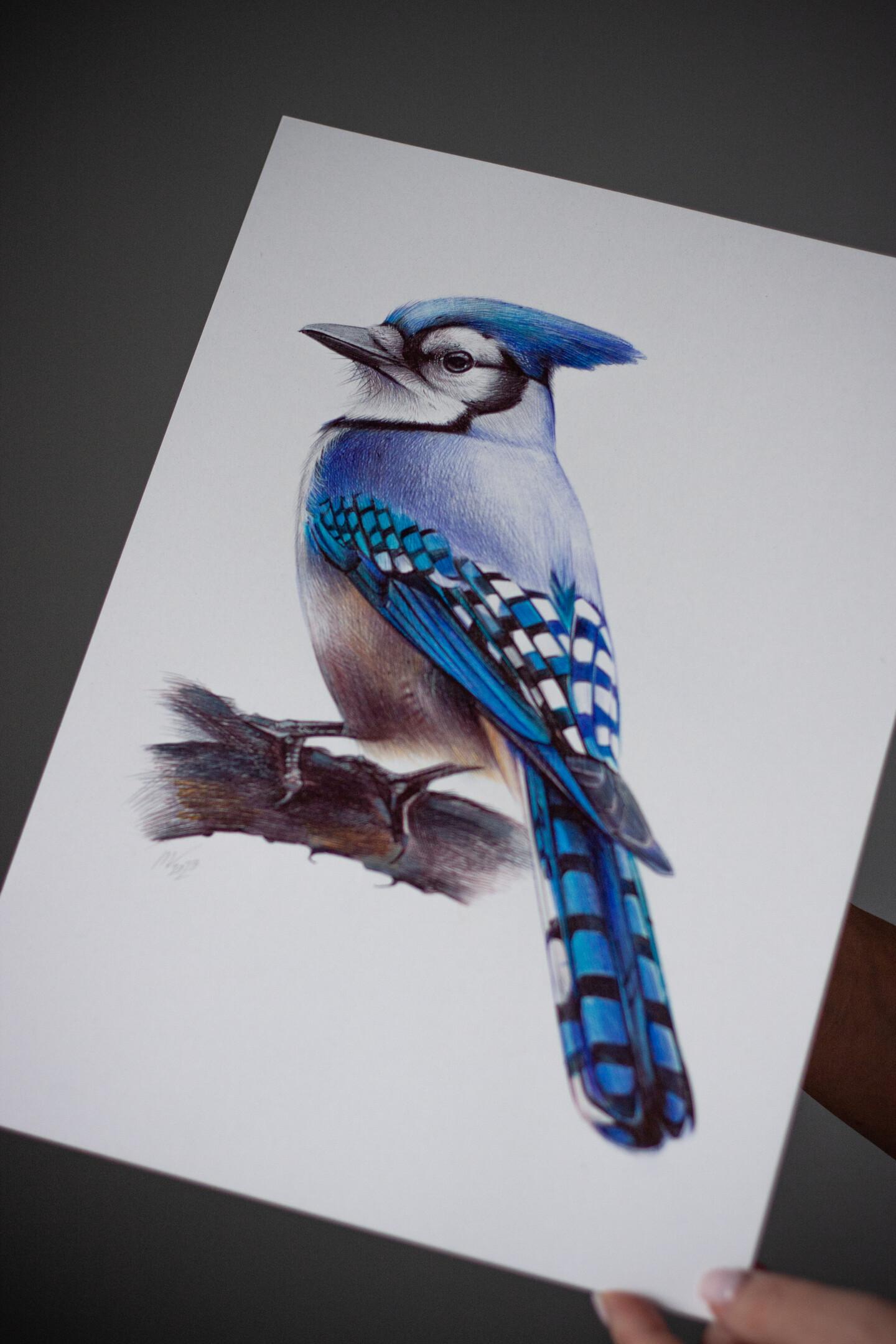 Blue Jay (Realistic Ballpoint Pen Drawin, Drawing by Daria Maier