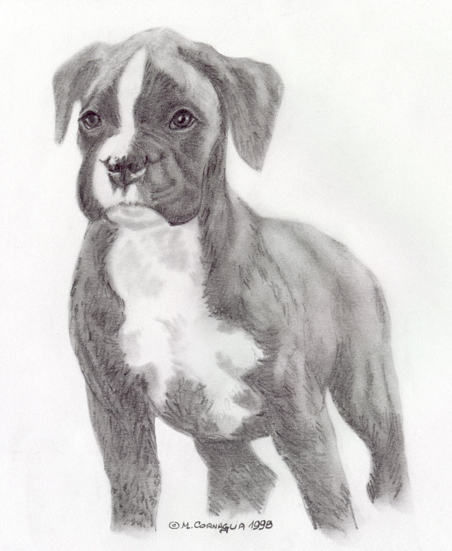 boxer puppy drawing