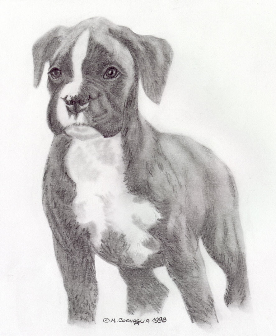 163 Bebe Boxer Drawing By Le Dessineux Artmajeur