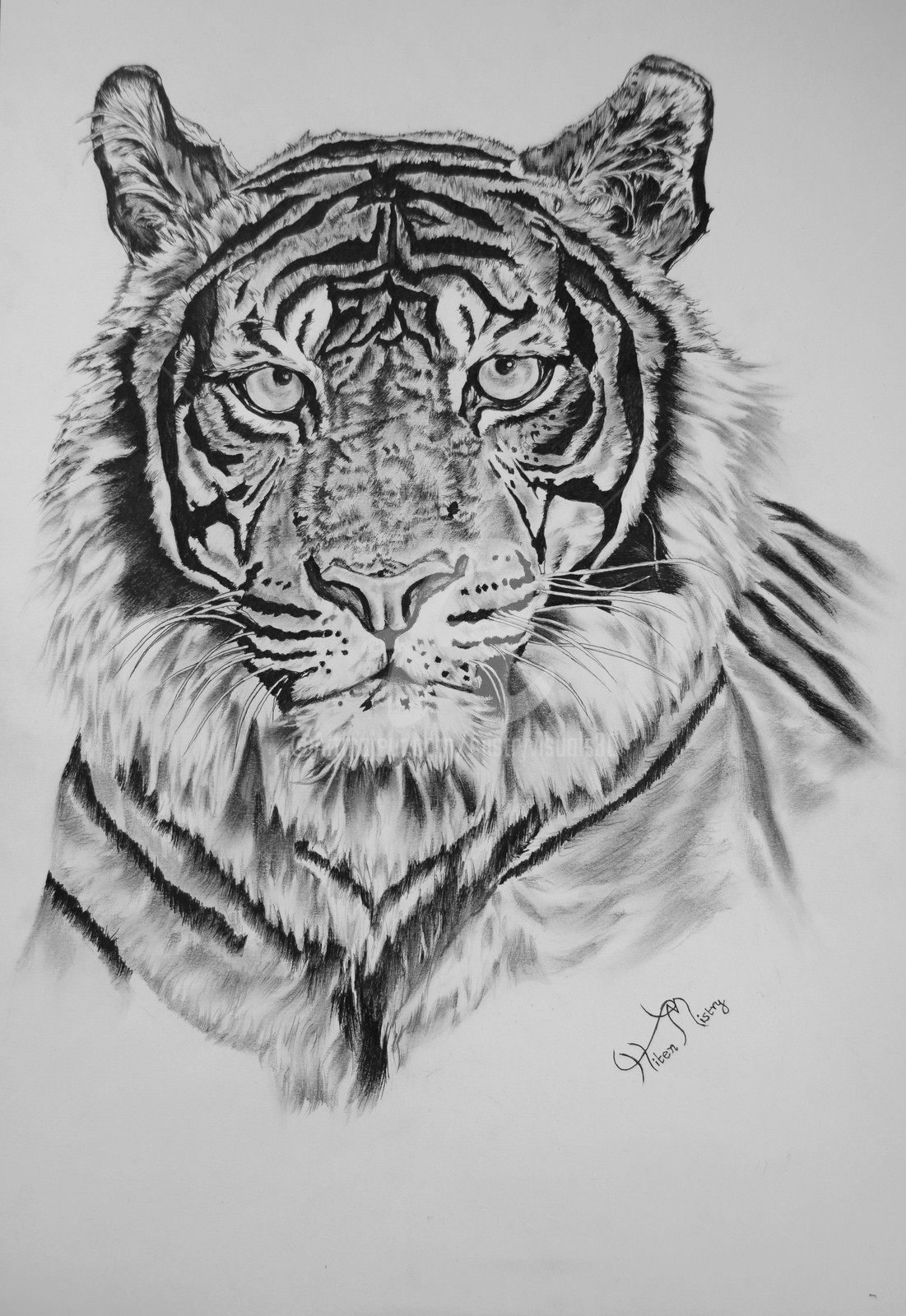 Tiger Portrait, Drawing by Mistry Visuals | Artmajeur