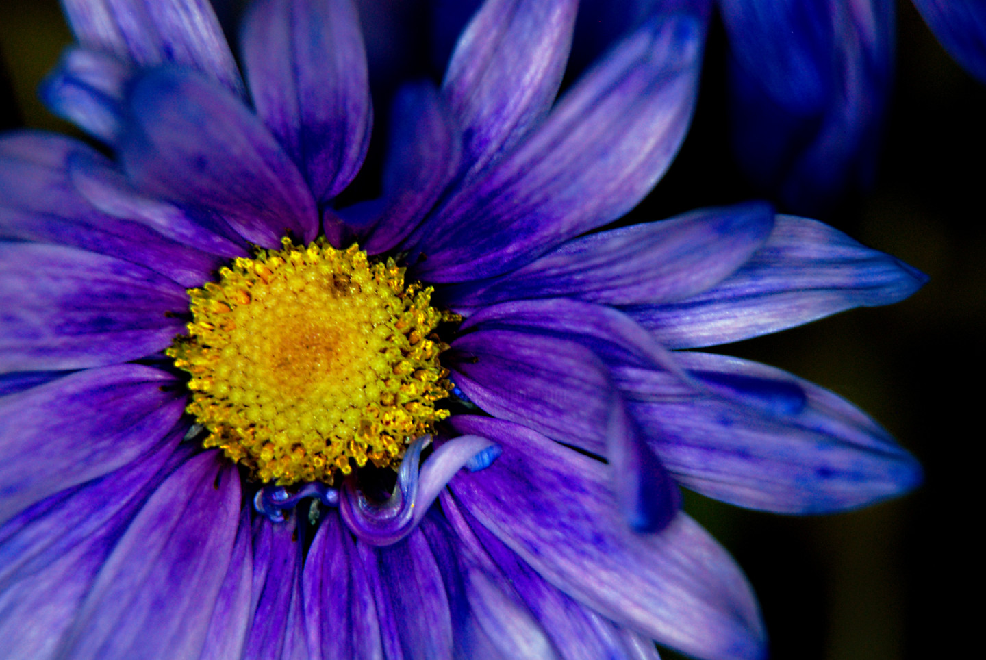 Flower Curl, Fotografia por Monique Gray | Artmajeur