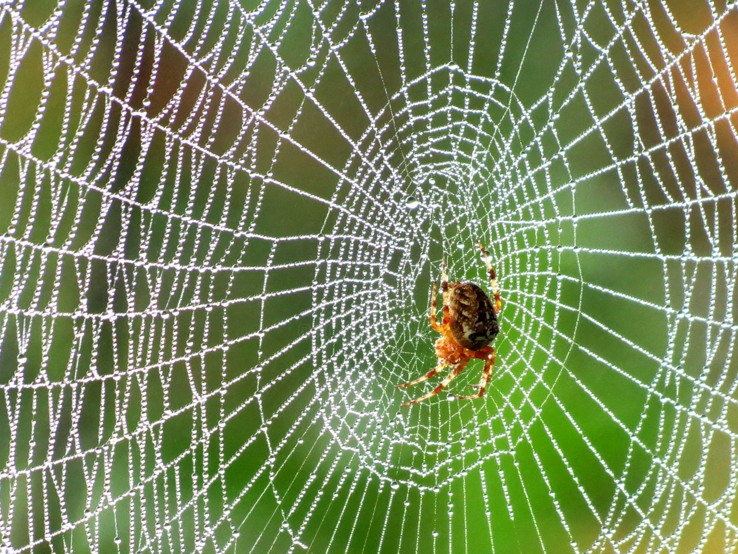 Паук сплел паутину как показано на рисунке. Паук плетет паутину. Паутина паука ледопряда. Паук сплёл паутину. Плетение паутины пауком.